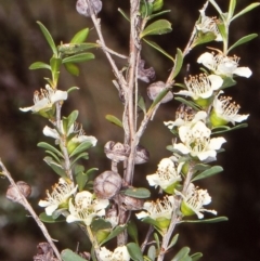 Leptospermum obovatum (River Tea Tree) at Tuross, NSW - 4 Jan 1998 by BettyDonWood