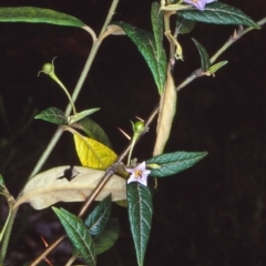Solanum stelligerum (Devil's Needles) at Central Tilba, NSW - 26 Jan 1998 by BettyDonWood