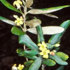 Pittosporum bicolor (Banyalla) at Wadbilliga, NSW - 3 Oct 1998 by BettyDonWood