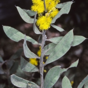 Acacia lucasii at Tuross, NSW - 21 Aug 1997 12:00 AM