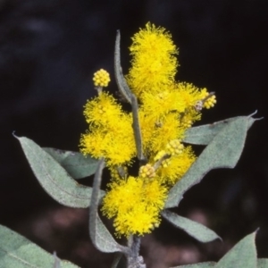 Acacia lucasii at Tuross, NSW - 21 Aug 1997 12:00 AM