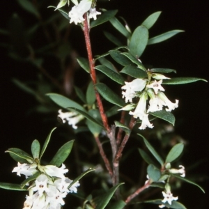 Leucopogon gelidus at Tuross, NSW - 13 Oct 1997 12:00 AM