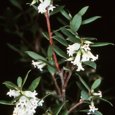 Leucopogon gelidus at Wadbilliga National Park - 12 Oct 1997 by BettyDonWood