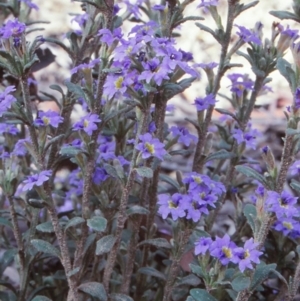 Dampiera fusca at Tuross, NSW - 1 Dec 1997