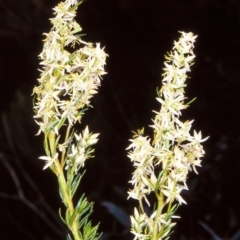 Haloragodendron monospermum at Tuross, NSW - 30 Nov 1997 by BettyDonWood