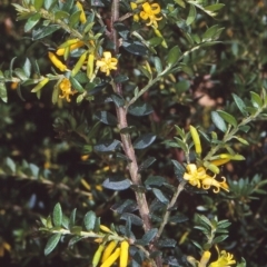 Persoonia asperula (Geebung) at Wadbilliga National Park - 10 Dec 1997 by BettyDonWood