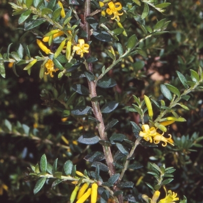Persoonia asperula (Geebung) at Tuross, NSW - 11 Dec 1997 by BettyDonWood