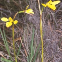 Diuris chryseopsis (Golden Moth) at Tuross, NSW - 30 Nov 1997 by BettyDonWood