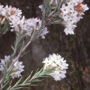 Epacris paludosa at Tuross, NSW - 11 Dec 1997