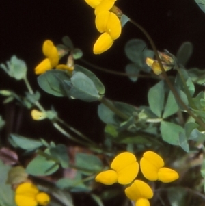 Lotus corniculatus at Tuross, NSW - 11 Dec 1997 12:00 AM