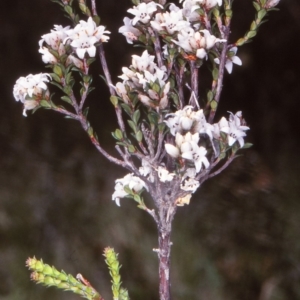 Epacris breviflora at Tuross, NSW - 11 Dec 1997