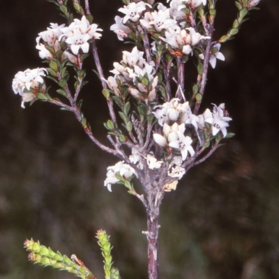 Epacris breviflora (Drumstick Heath) at Tuross, NSW - 11 Dec 1997 by BettyDonWood