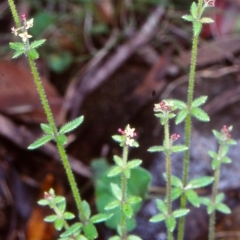 Galium gaudichaudii subsp. gaudichaudii (Rough Bedstraw) at Yowrie, NSW - 11 Nov 1998 by BettyDonWood