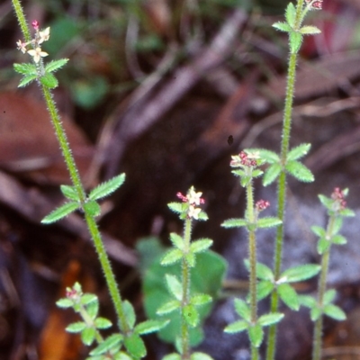 Galium gaudichaudii subsp. gaudichaudii (Rough Bedstraw) at Yowrie, NSW - 10 Nov 1998 by BettyDonWood