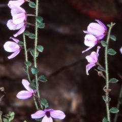 Tetratheca labillardierei (Glandular Pink-bells) at Yowrie, NSW - 11 Nov 1998 by BettyDonWood