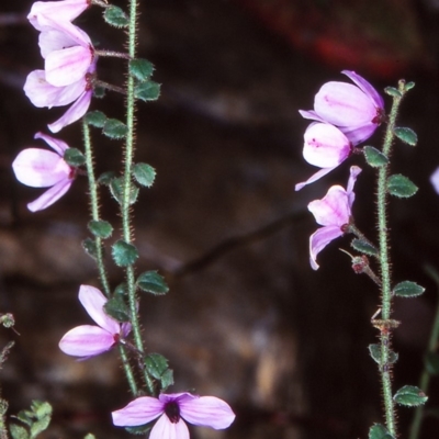 Tetratheca labillardierei (Glandular Pink-bells) at Yowrie, NSW - 11 Nov 1998 by BettyDonWood