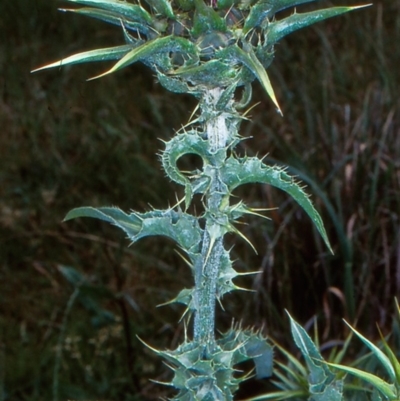 Silybum marianum (Variegated Thistle) at Yowrie, NSW - 10 Nov 1998 by BettyDonWood