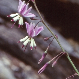 Arthropodium milleflorum at Tuross, NSW - 10 Jan 1999