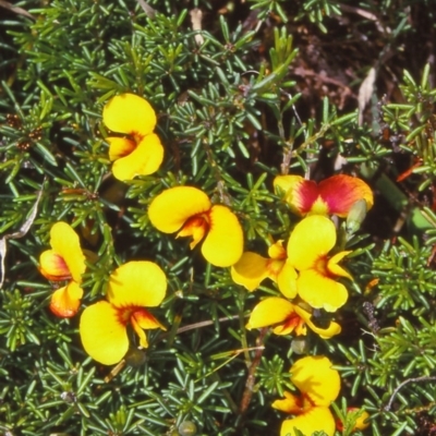 Dillwynia prostrata (Matted Parrot-pea) at Tuross, NSW - 30 Dec 1999 by BettyDonWood