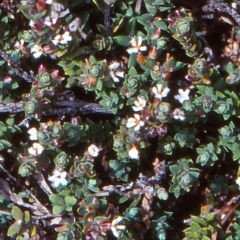 Styphelia attenuata (Small-leaved Beard Heath) at Tuross, NSW - 25 Oct 1998 by BettyDonWood