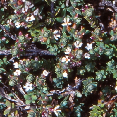Styphelia attenuata (Small-leaved Beard Heath) at Tuross, NSW - 25 Oct 1998 by BettyDonWood