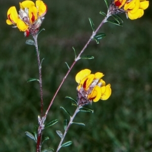 Pultenaea capitellata at Tuross, NSW - 25 Nov 1998