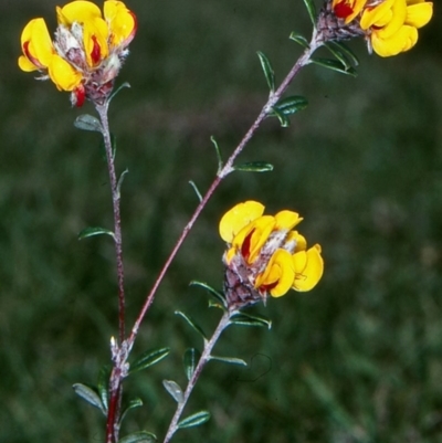 Pultenaea capitellata (Hard-head Bush-pea) at Tuross, NSW - 25 Nov 1998 by BettyDonWood