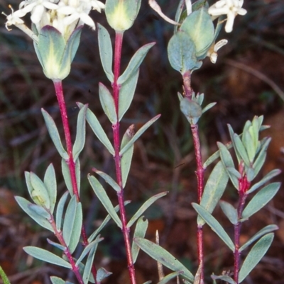 Pimelea glauca (Smooth Rice Flower) at Tuross, NSW - 25 Jan 2002 by BettyDonWood