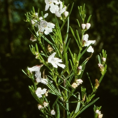 Prostanthera nivea var. nivea (Snowy Mint-bush) at Undefined - 22 Oct 1997 by BettyDonWood