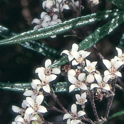 Zieria tuberculata (Warty Zieria) at Tilba Tilba, NSW - 22 Oct 1997 by BettyDonWood