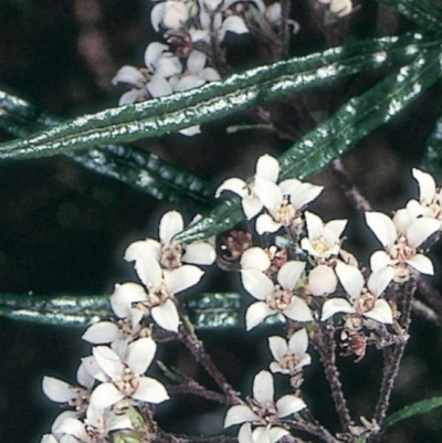 Zieria tuberculata (Warty Zieria) at Tilba Tilba, NSW - 21 Oct 1997 by BettyDonWood