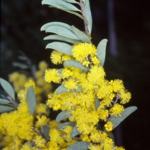 Acacia kybeanensis at Tuross, NSW - 18 Sep 1998 12:00 AM