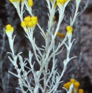 Chrysocephalum semipapposum at Tuross, NSW - 6 Mar 1998