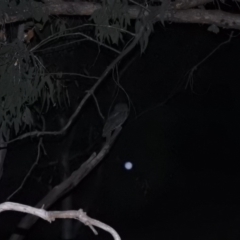 Podargus strigoides (Tawny Frogmouth) at Fadden, ACT - 1 Dec 2018 by YumiCallaway