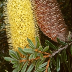 Banksia canei (Mountain Banksia) at Wadbilliga National Park - 10 Feb 1998 by BettyDonWood