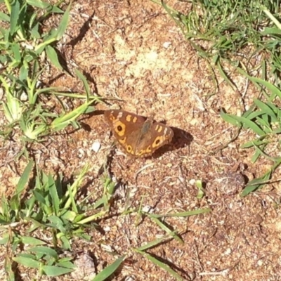 Junonia villida (Meadow Argus) at Dunlop, ACT - 22 Dec 2018 by KMcCue