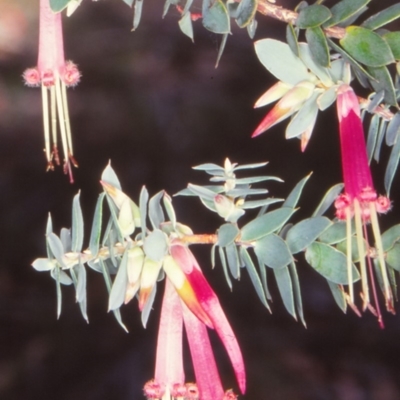 Styphelia psiloclada at Wadbilliga National Park - 4 Jan 1999 by BettyDonWood