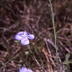 Linum marginale (Native Flax) at Wallaga Lake, NSW - 14 Oct 1997 by BettyDonWood