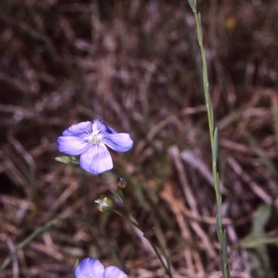 Linum marginale (Native Flax) at Wallaga Lake, NSW - 14 Oct 1997 by BettyDonWood