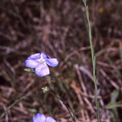 Linum marginale (Native Flax) at Wallaga Lake, NSW - 13 Oct 1997 by BettyDonWood