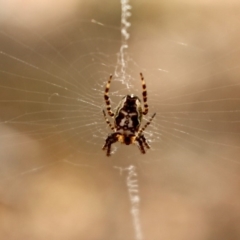 Plebs eburnus (Eastern bush orb-weaver) at Yellow Pinch, NSW - 11 Nov 2018 by RossMannell