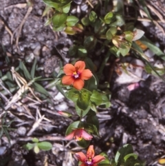 Lysimachia arvensis (Scarlet Pimpernel) at Wallaga Lake, NSW - 13 Oct 1997 by BettyDonWood