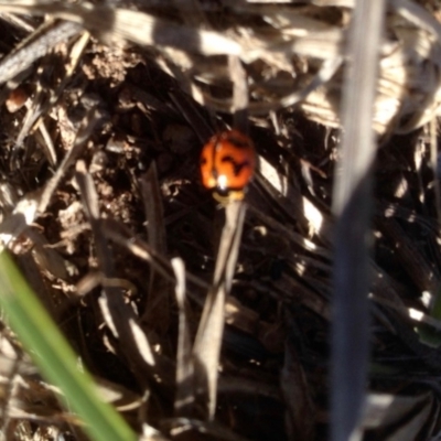 Coccinella transversalis (Transverse Ladybird) at Dunlop, ACT - 22 Dec 2018 by KMcCue