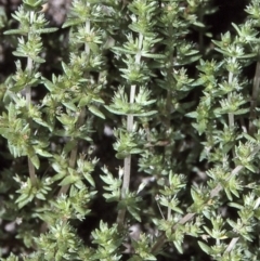 Crassula sieberiana (Austral Stonecrop) at Bermagui, NSW - 14 Oct 1997 by BettyDonWood
