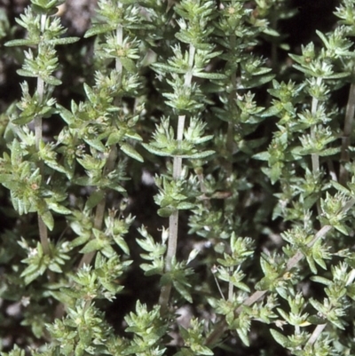 Crassula sieberiana (Austral Stonecrop) at Bermagui, NSW - 14 Oct 1997 by BettyDonWood