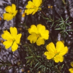 Hibbertia acicularis (Prickly Guinea-flower) at Bermagui, NSW - 14 Oct 1997 by BettyDonWood