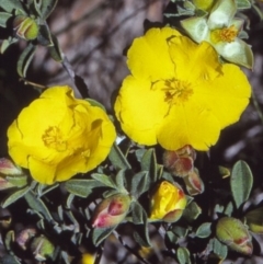 Hibbertia obtusifolia (Grey Guinea-flower) at Bermagui, NSW - 13 Oct 1997 by BettyDonWood