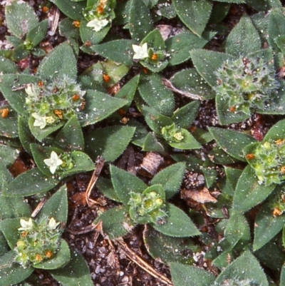 Richardia humistrata (Richardia Weed) at Bermagui, NSW - 13 Feb 1998 by BettyDonWood