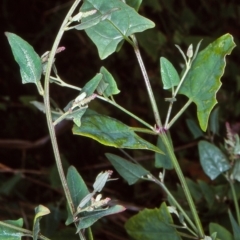 Atriplex prostrata (Hastate Orache) at Cuttagee, NSW - 12 Feb 1998 by BettyDonWood