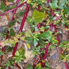 Chenopodium glaucum (Glaucous Goosefoot) at Bermagui, NSW - 12 Feb 1998 by BettyDonWood